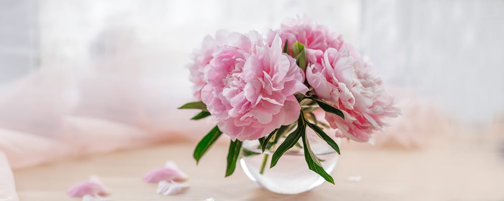 Peony in a Vase